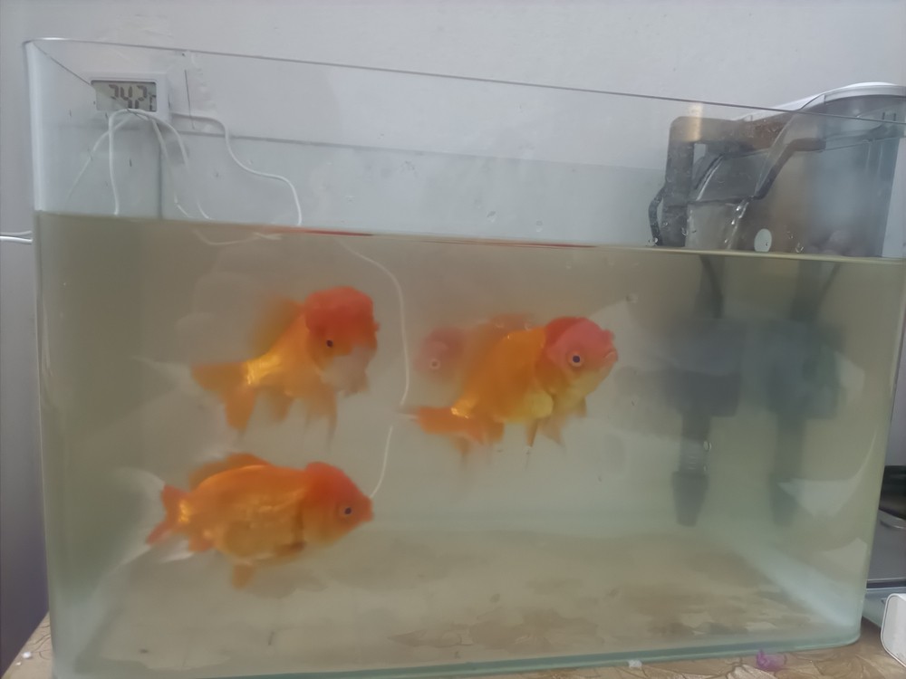 目前戰況