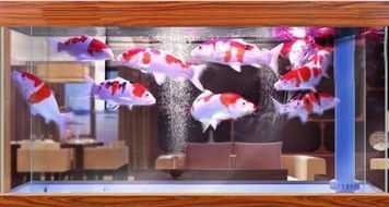信陽市浉河區卓越水族館（信陽卓越教育培訓）