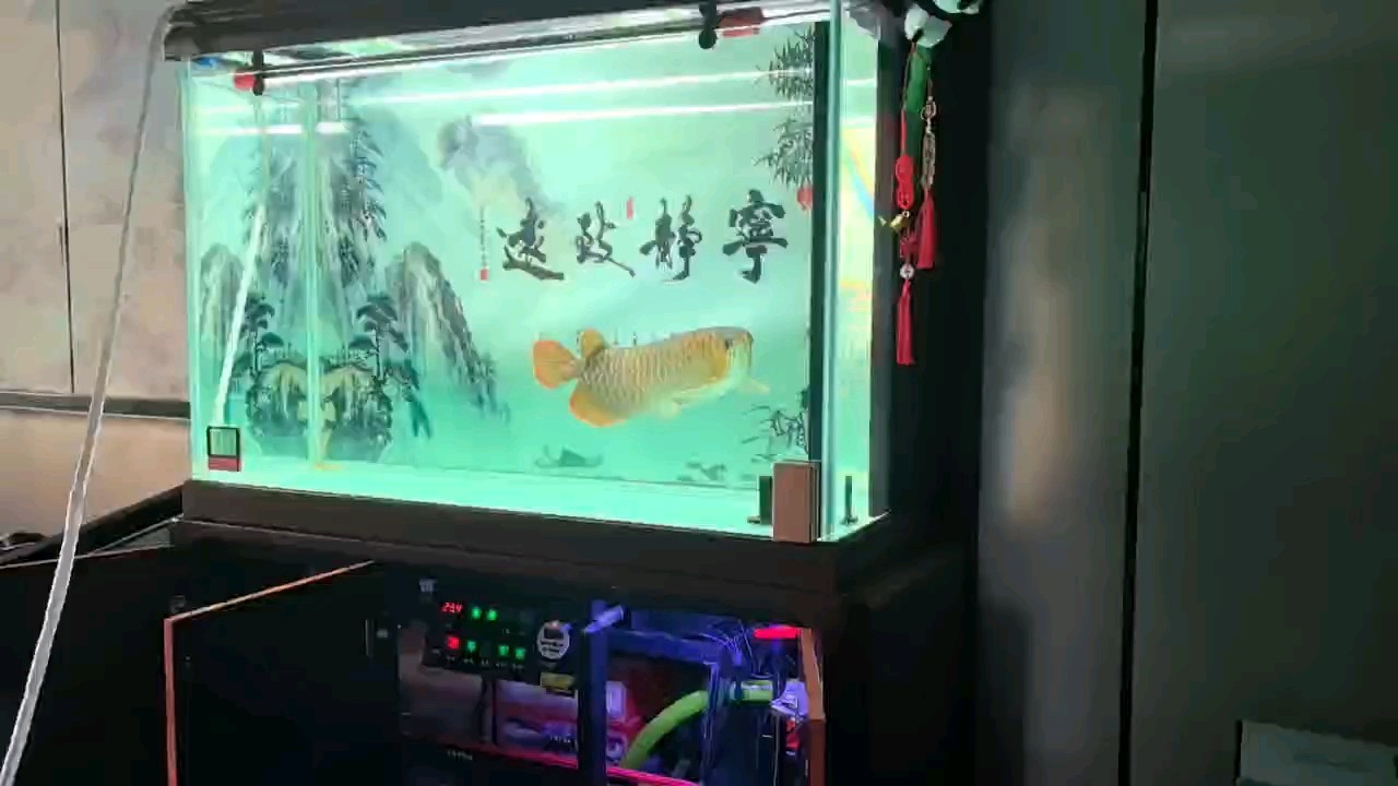 換水，賞魚