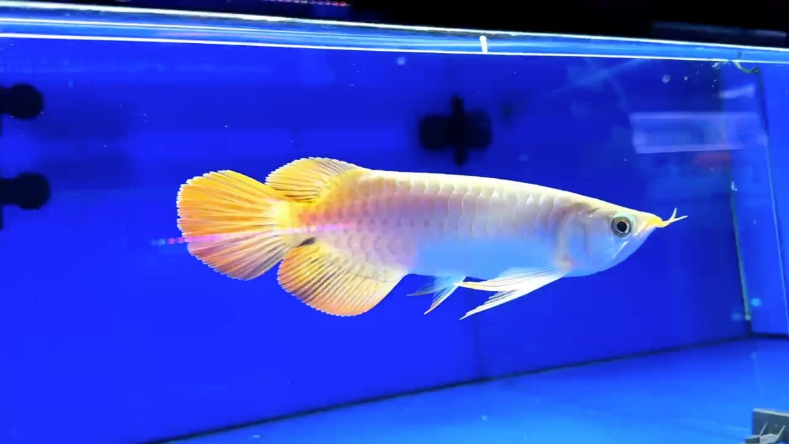 圣塔倫大湖魚 尺寸26/27 短寬身 前鰭過腹