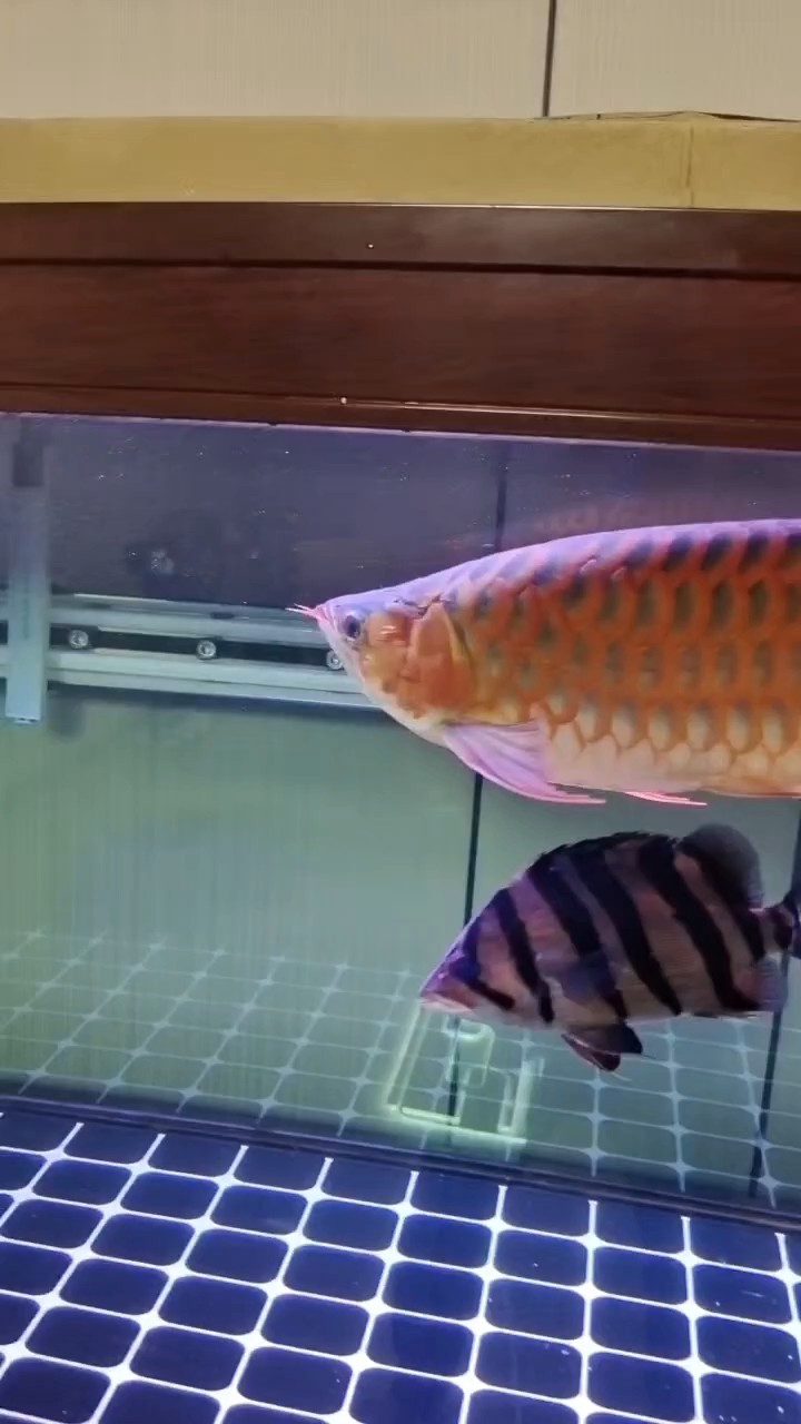 閃