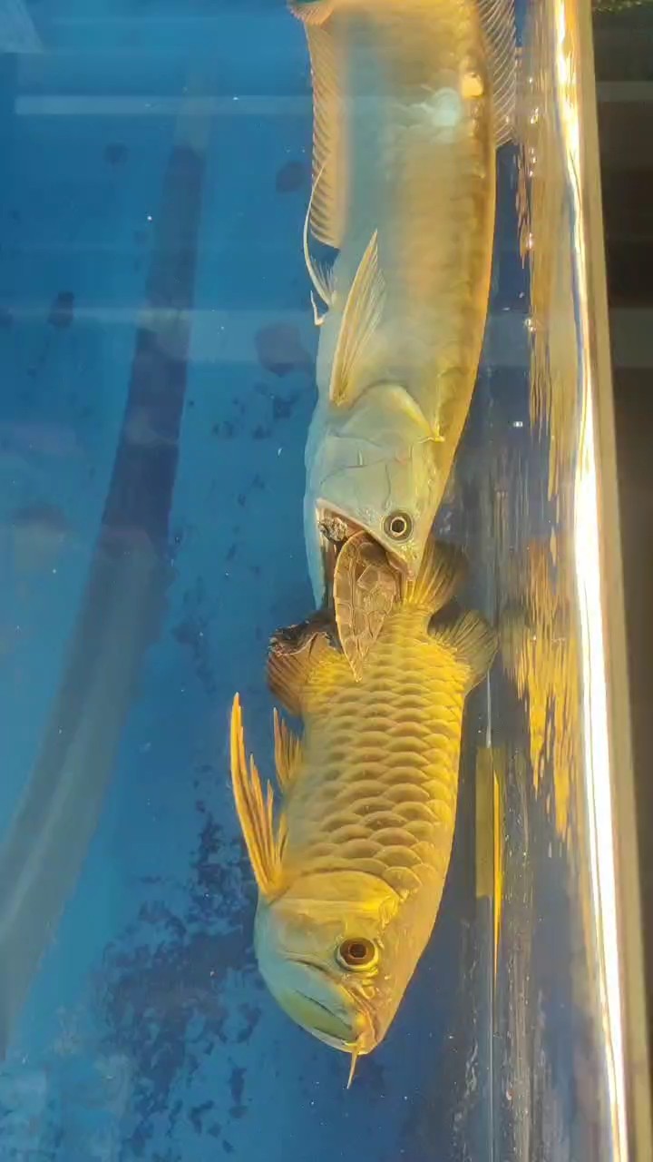 這個(gè)慫太猛了
