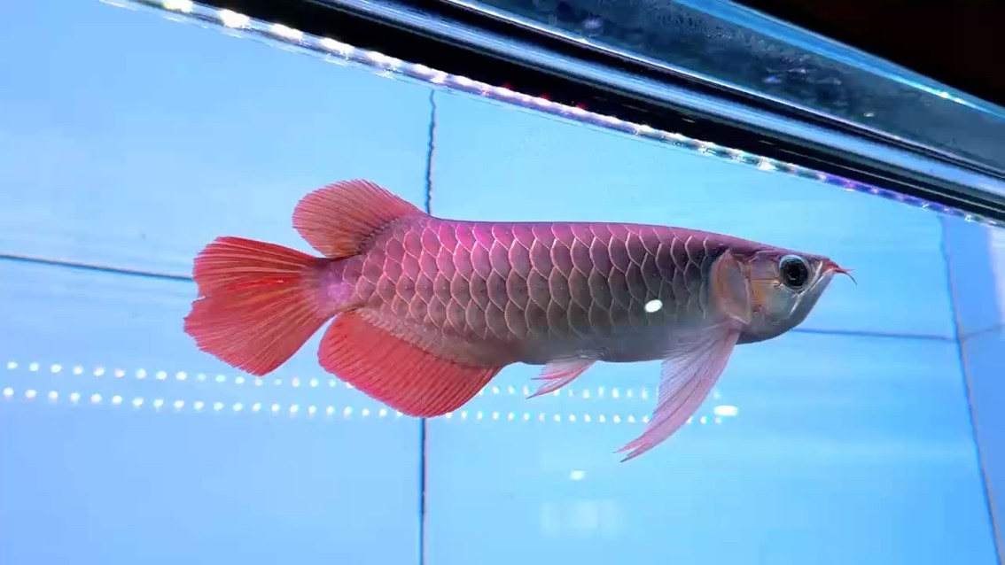 ??圣塔倫下掛胸鰭大湖魚 尺寸32/33 鱗底有光澤 七鰭張力足 菱形尾 A字區(qū)已發(fā)色