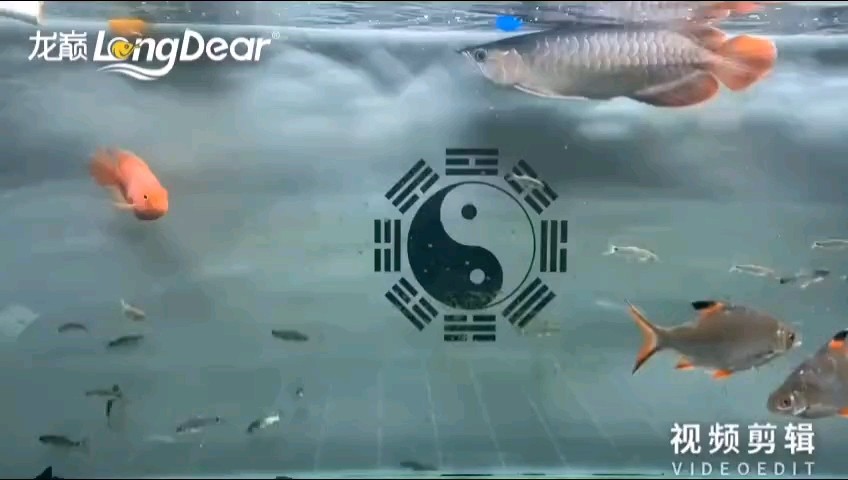 轉發198