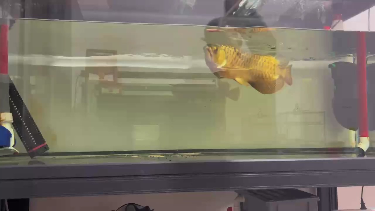 魚養好