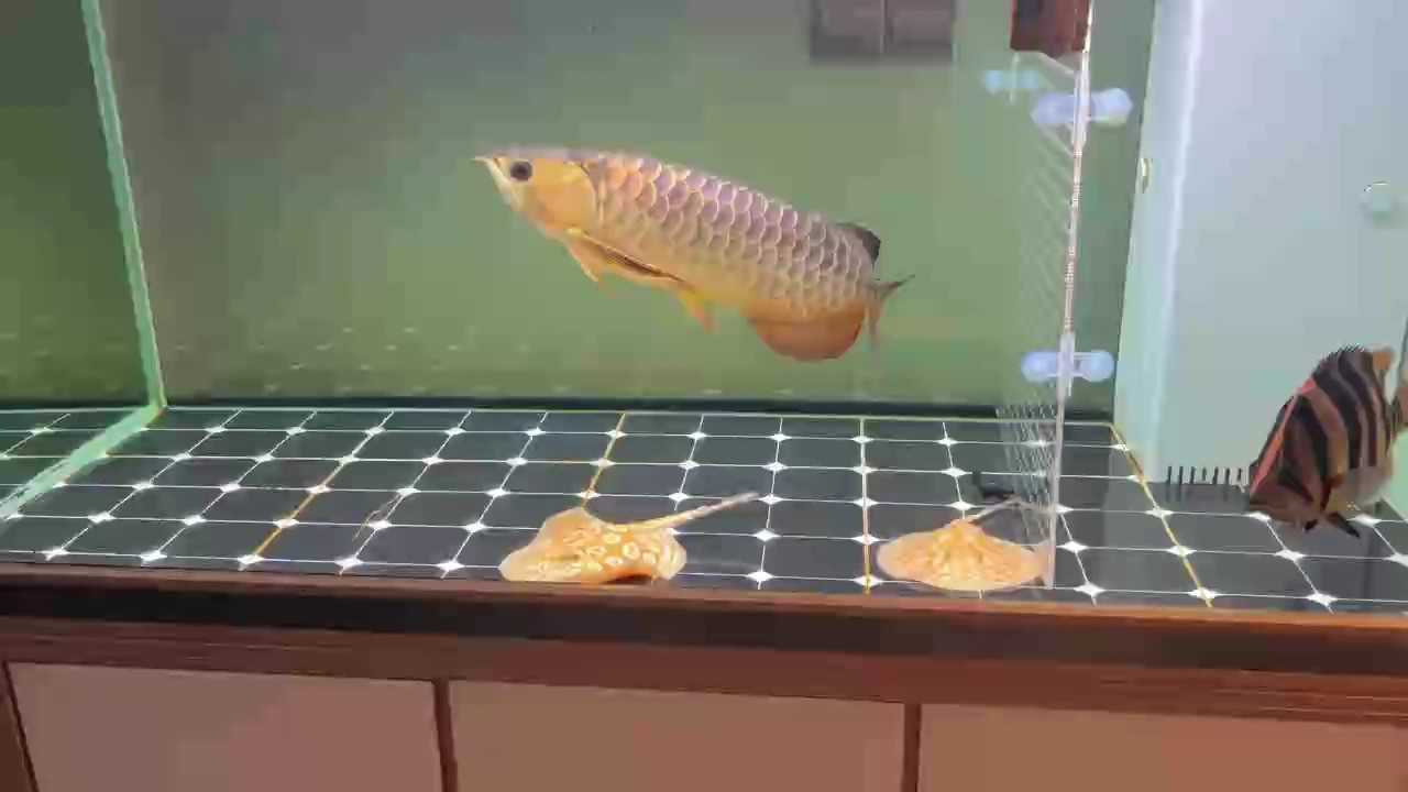 龍虎打架有什么辦法