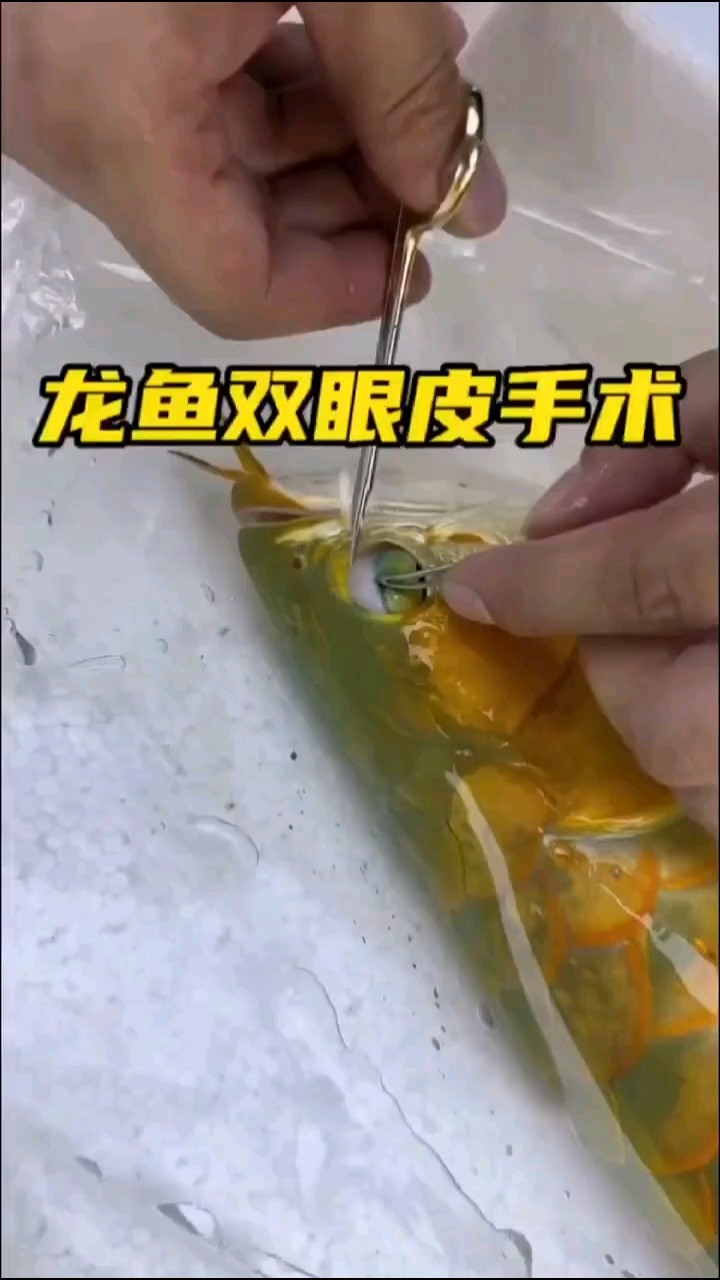 龍魚掉眼