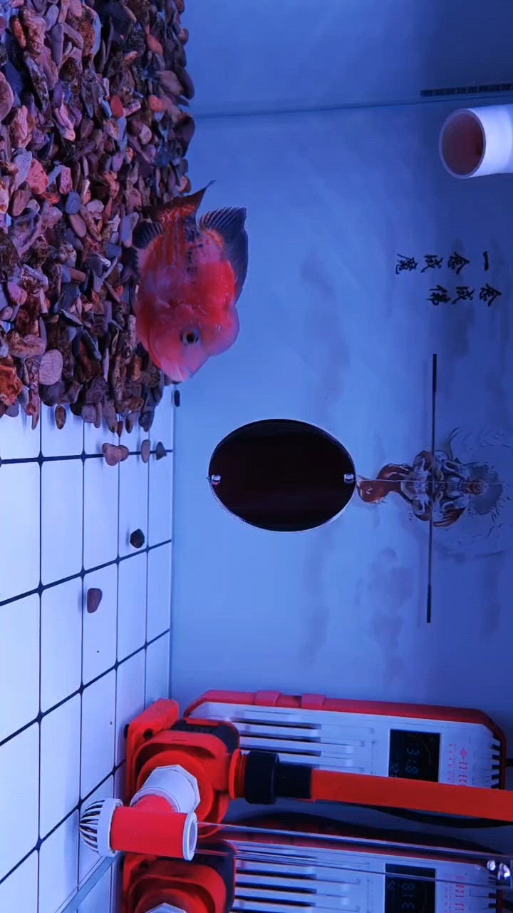 到家一個月存檔