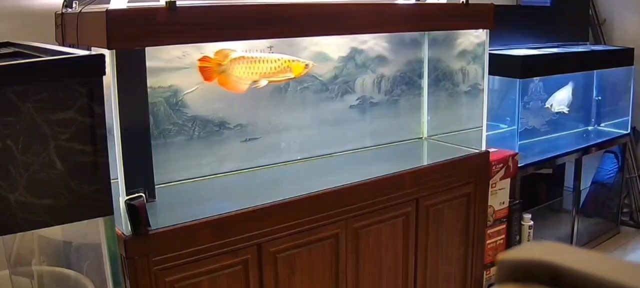 魚的狀態是需要慢慢調理的