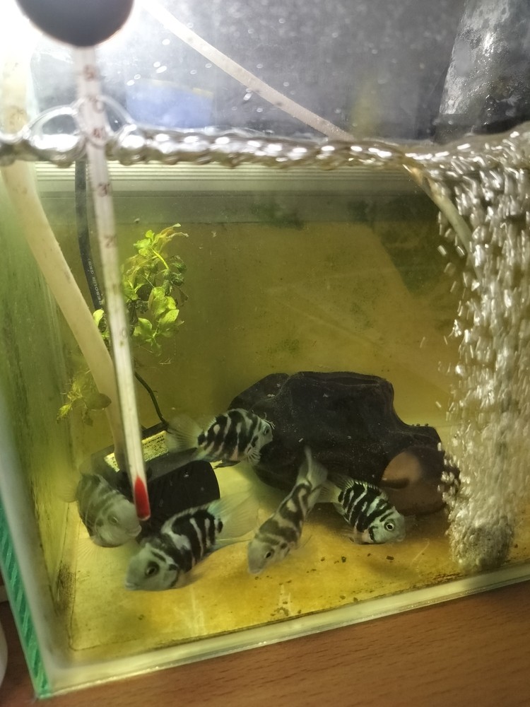 一直等著配對成功