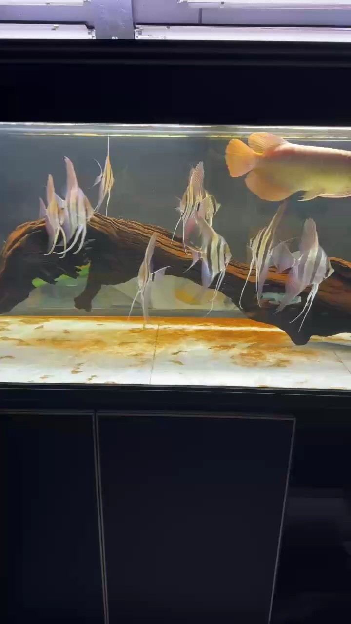 養定的埃及是真好看