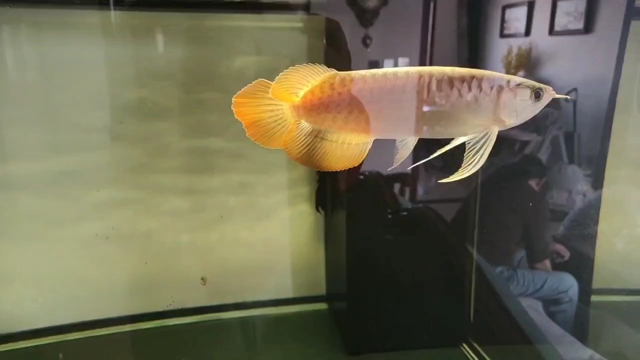 新成員入庫