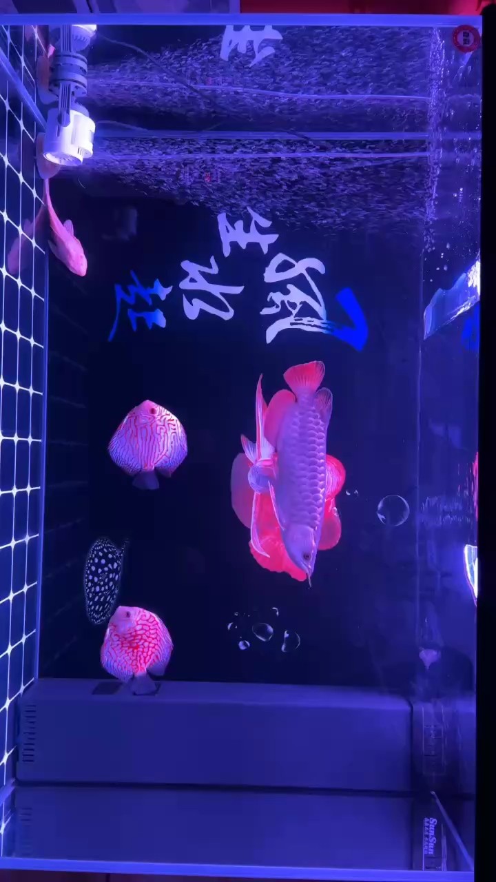 新手養龍求教