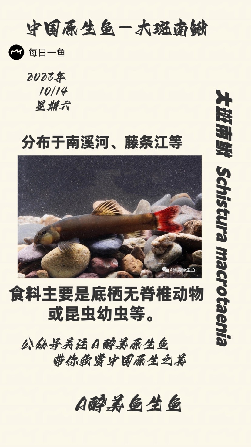 大斑南鰍