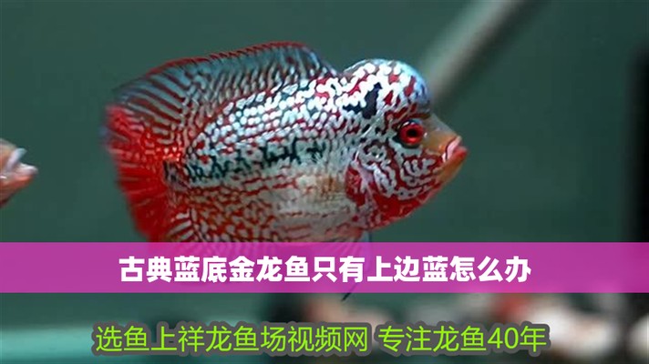 藍底金龍藍底快沒了