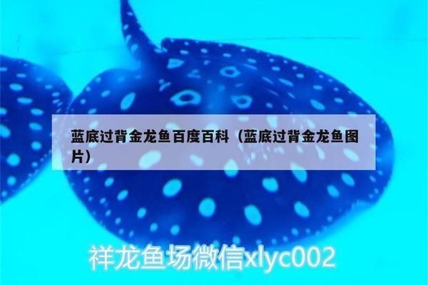 藍底金龍藍底快沒了