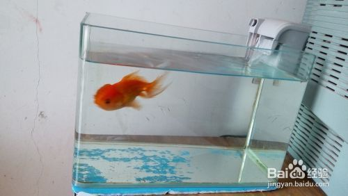 鹿泉區森森水族館（鹿泉區森森水族館電話）