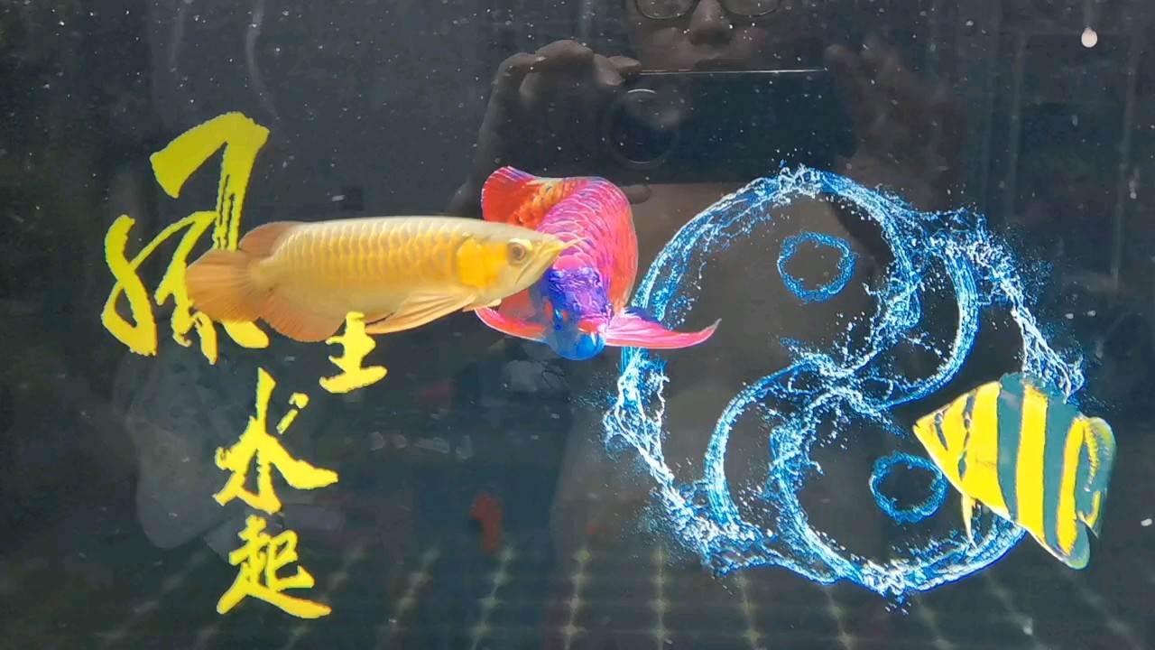 今天新請(qǐng)的龍魚(yú)入缸，記錄一下！