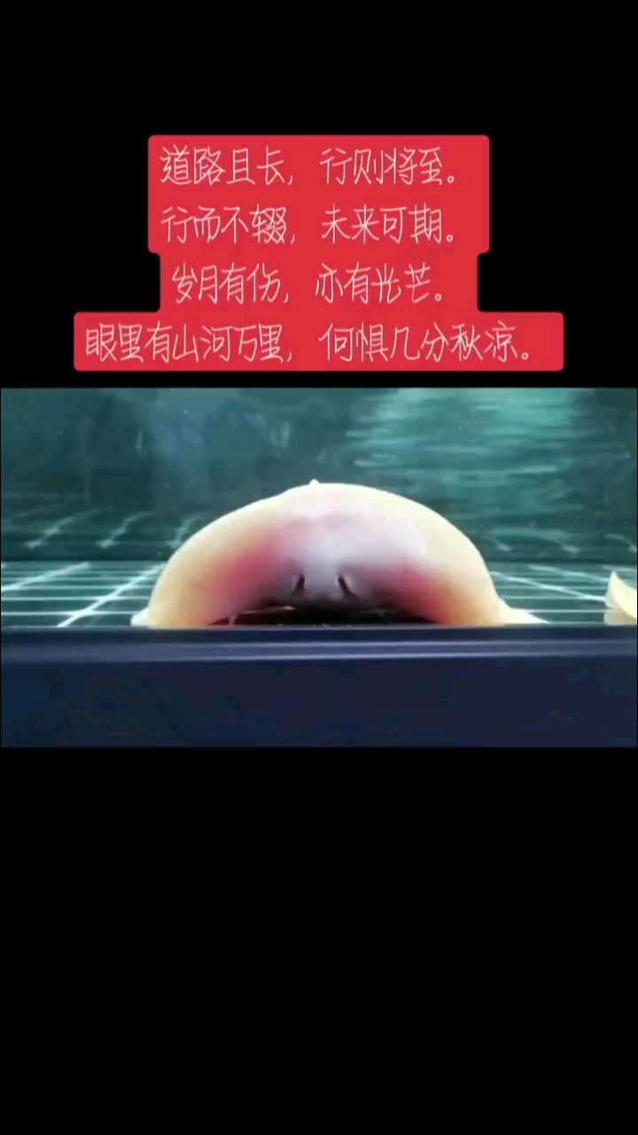 龍虎魟魚我的最愛！
