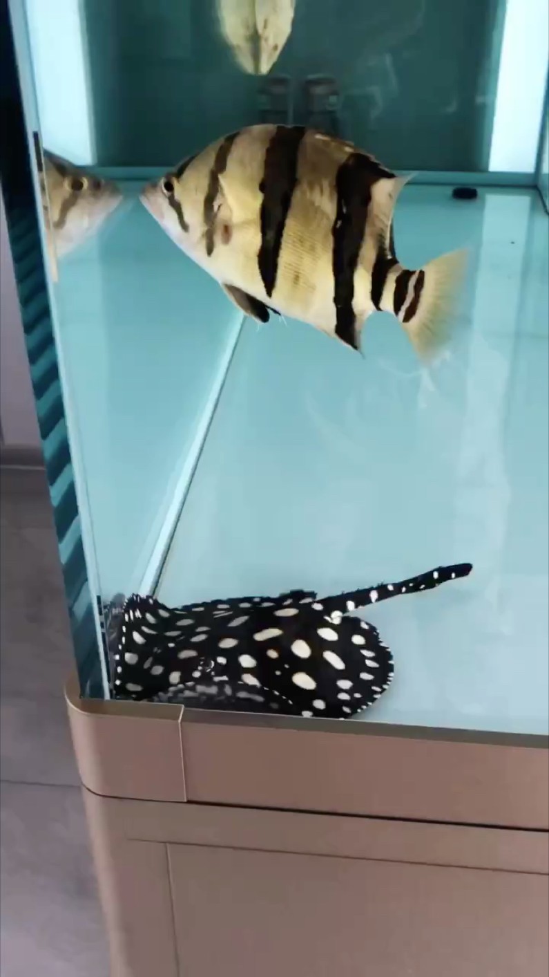 三紋