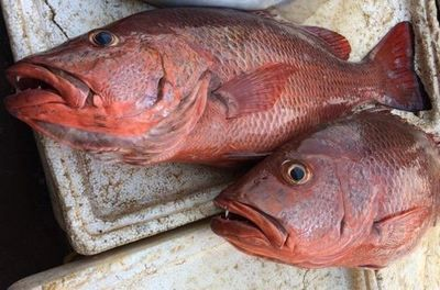 紅龍魚背上鱗片生黑點：紅龍魚背上的鱗片出現黑點可能是由于多種因素引起的
