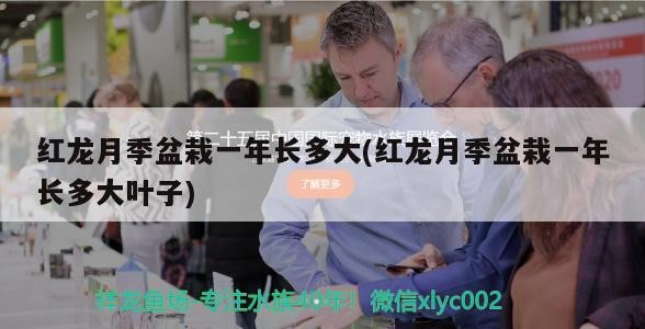 紅龍月季盆栽一年長多大(紅龍月季盆栽一年長多大葉子)