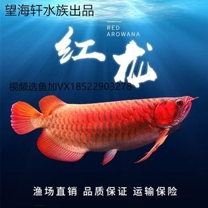 紅龍魚漁場排名第幾：印尼孟吉爾紅龍魚漁場