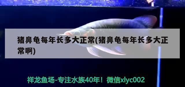 豬鼻龜每年長多大正常(豬鼻龜每年長多大正常啊)
