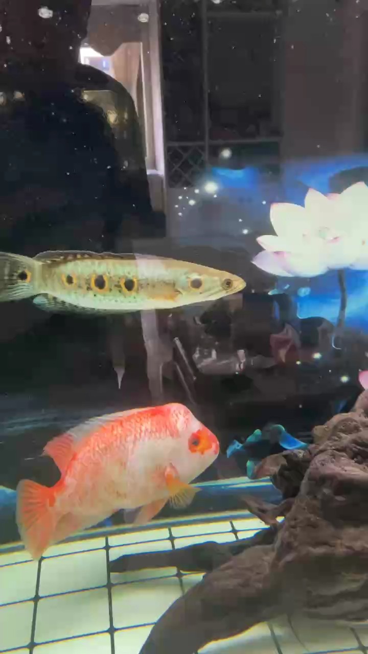七彩海象魚