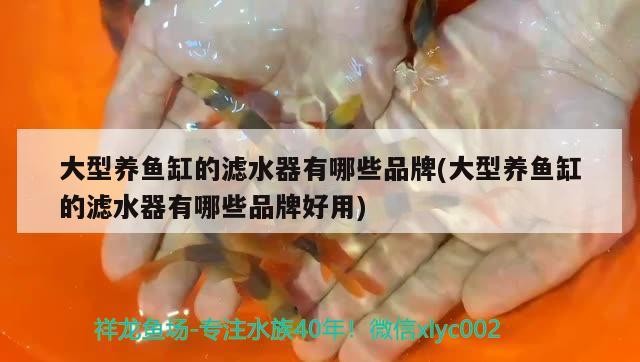 大型養魚缸的濾水器有哪些品牌(大型養魚缸的濾水器有哪些品牌好用)