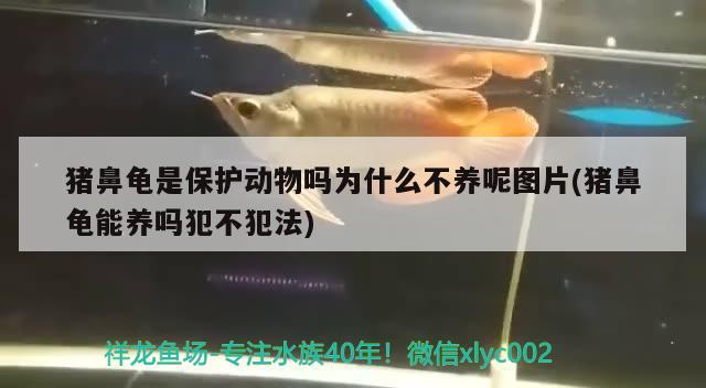 豬鼻龜是保護(hù)動(dòng)物嗎為什么不養(yǎng)呢圖片(豬鼻龜能養(yǎng)嗎犯不犯法)