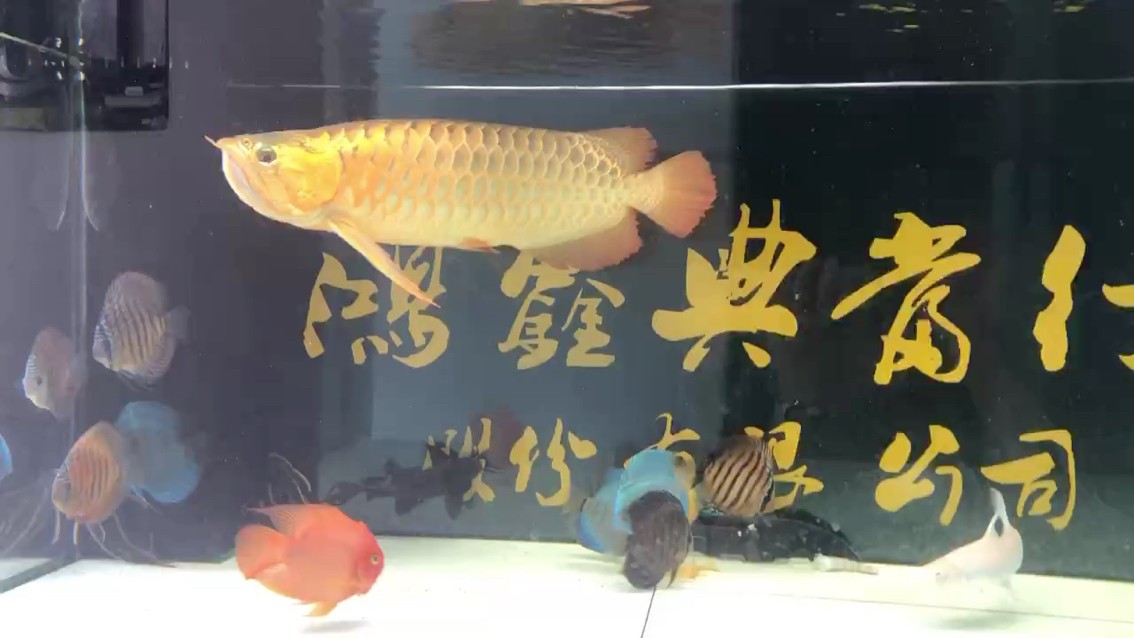 喜歡鼓喉嚨的公魚[aini][aini][aini][aini]