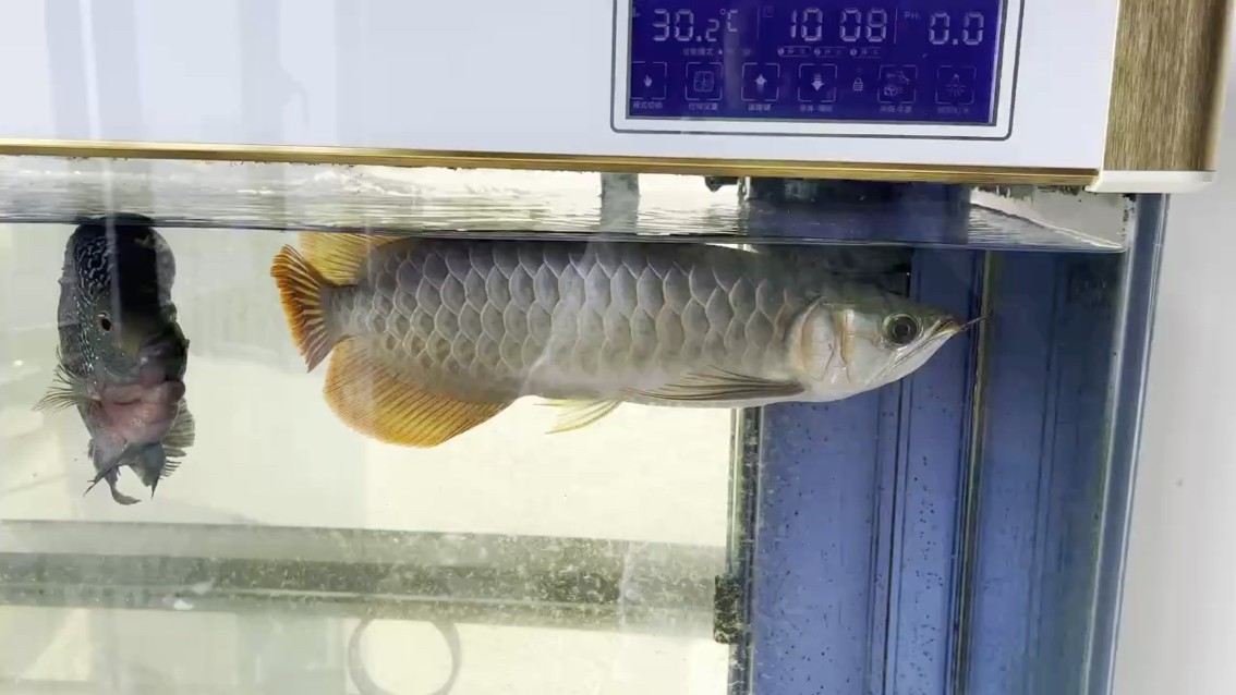 亞成魚日后發展如何
