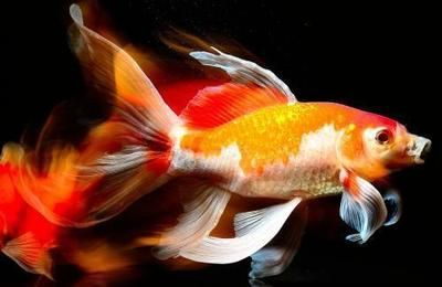 錦鯉跟龍魚混養(yǎng)要注意什么