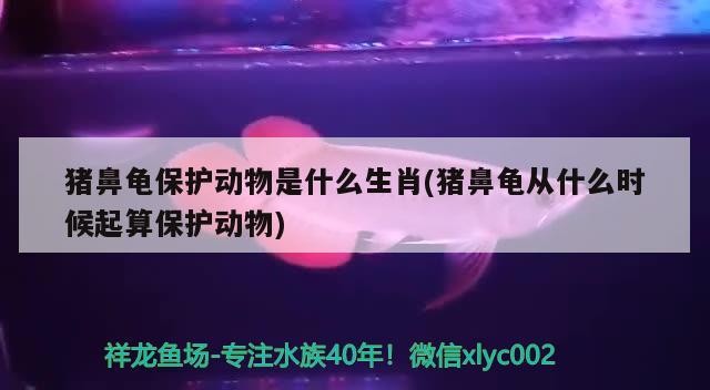 豬鼻龜保護動物是什么生肖(豬鼻龜從什么時候起算保護動物)