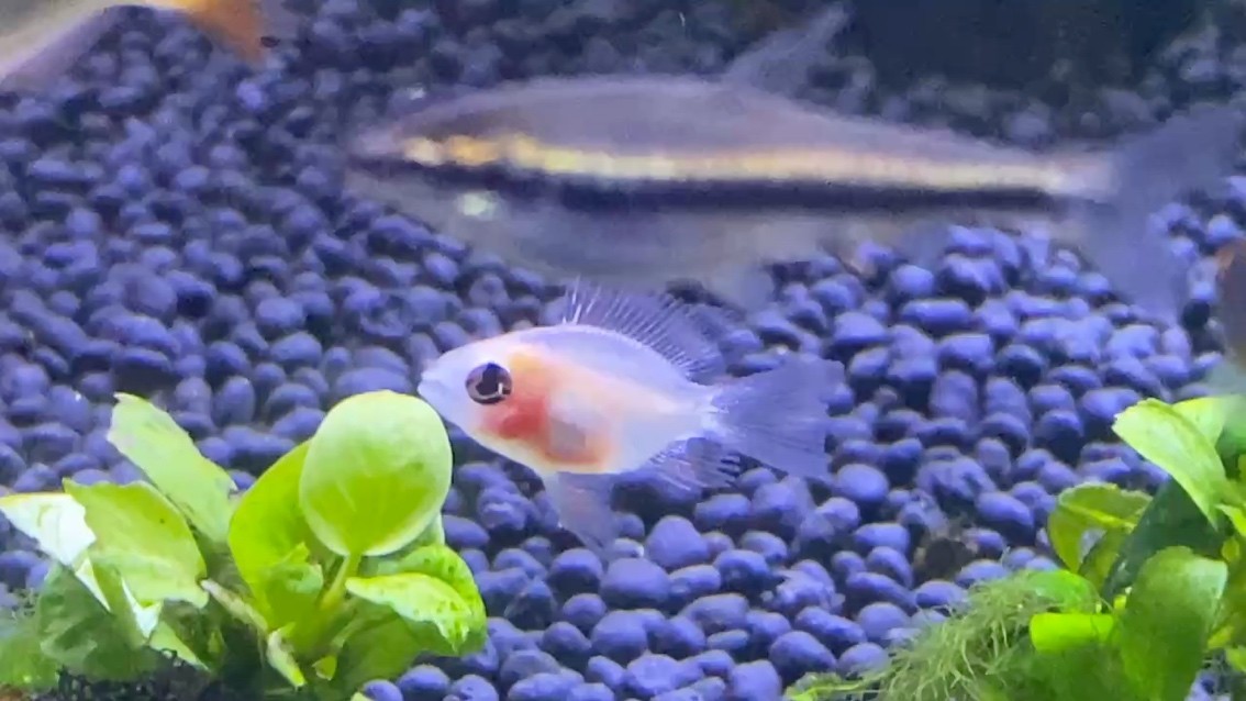 金波子