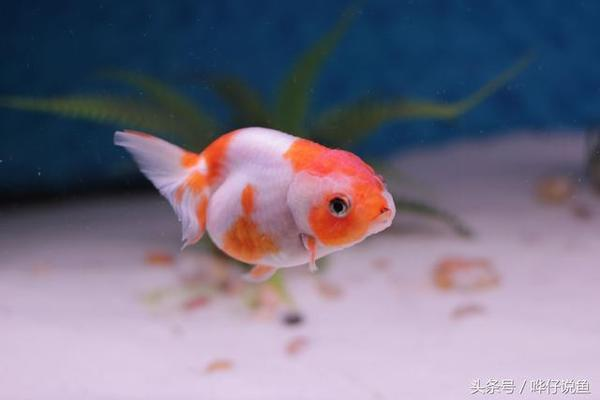 池州市貴池區小皮水族魚館（池州市貴池區小皮水族魚館電話）