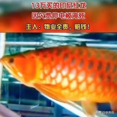 養紅龍魚一般正常的喂食時間：養紅龍魚的喂食時間