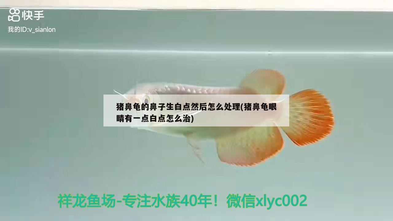 豬鼻龜的鼻子生白點然后怎么處理(豬鼻龜眼睛有一點白點怎么治)