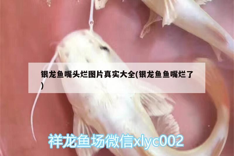銀龍魚嘴頭爛圖片真實大全(銀龍魚魚嘴爛了)