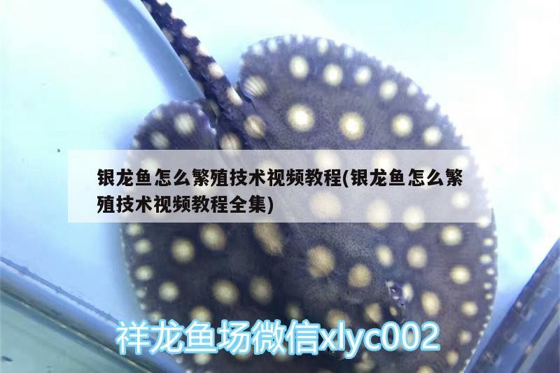 銀龍魚怎么繁殖技術視頻教程(銀龍魚怎么繁殖技術視頻教程全集)