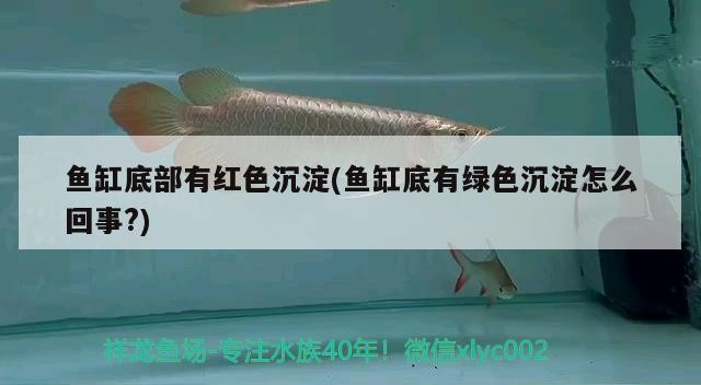 森森小鯉過濾器怎么安裝（森森小鯉過濾器安裝視頻）