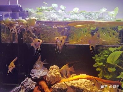 成品小魚缸需要改造嗎？：成品小魚缸是否需要改造