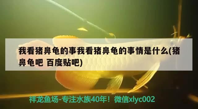 我看豬鼻龜的事我看豬鼻龜的事情是什么(豬鼻龜吧百度貼吧)