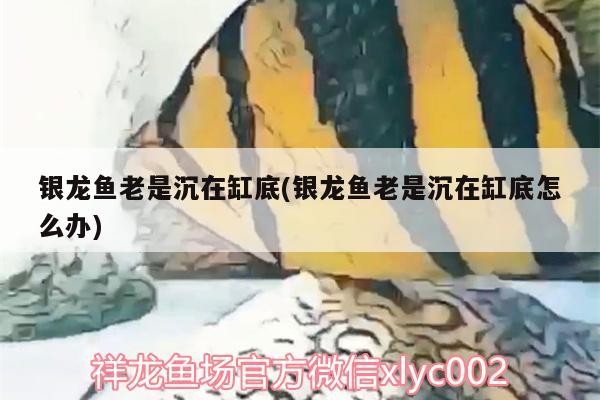 銀龍魚老是沉在缸底(銀龍魚老是沉在缸底怎么辦)