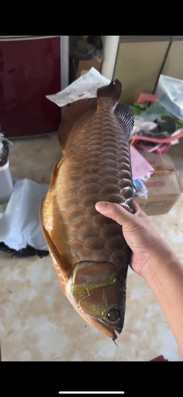 龍魚跳缸真的是很猛，哎