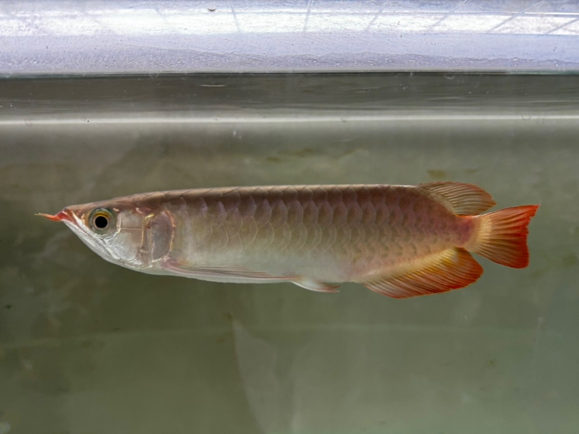 龍魚跳缸真的是很猛，哎