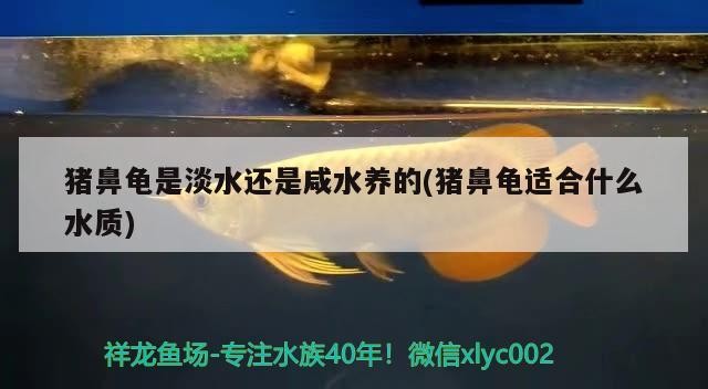 豬鼻龜是淡水還是咸水養(yǎng)的(豬鼻龜適合什么水質(zhì))