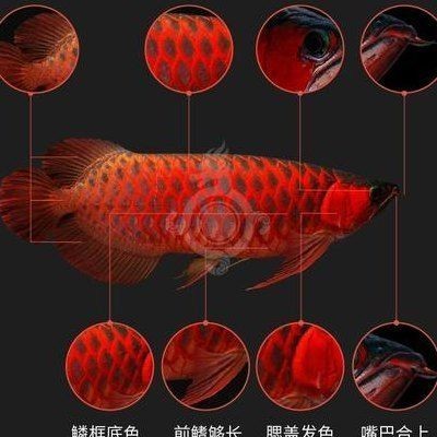 紅龍魚一條多少錢：紅龍魚價格因地區、大小、品質及購買渠道而異