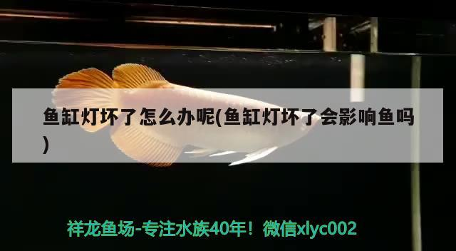 魚(yú)缸燈壞了怎么辦呢(魚(yú)缸燈壞了會(huì)影響魚(yú)嗎)